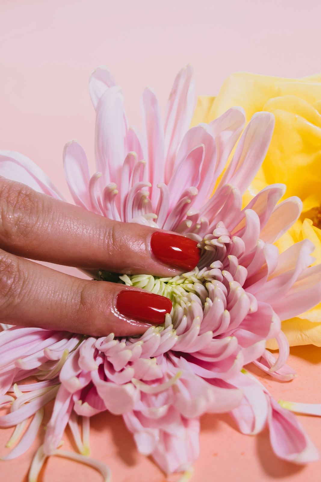 Hands with glossy red nails resting in a pink chrysanthemum